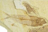 Detailed Fossil Fish (Knightia) - Wyoming #363781-1